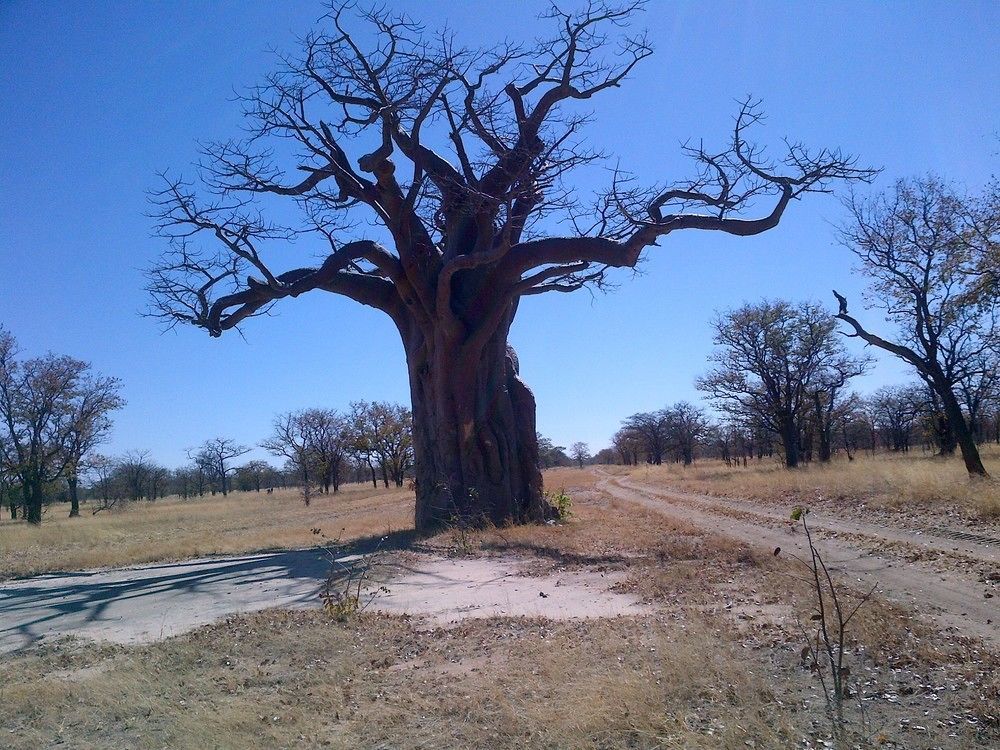 Lesoma Valley Lodge Kasane Buitenkant foto